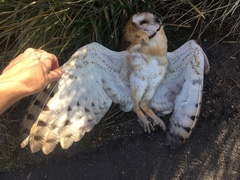 Tyto alba tuidara