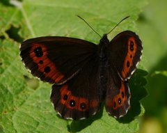 Erebia ligea