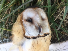 Tyto alba tuidara