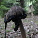 ササクレヒトヨタケ