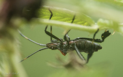 Leptoglossus gonagra