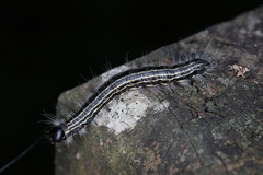 Datana angusii
