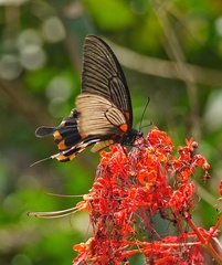 Papilio memnon heronus