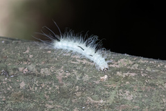 Acronicta americana