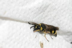 Eumenes papillarius