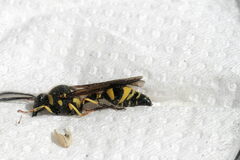 Eumenes papillarius