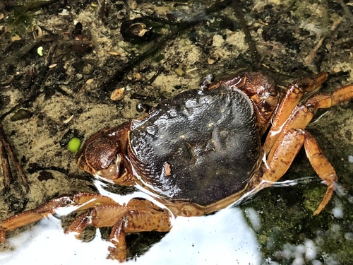 Candidiopotamon rathbuni