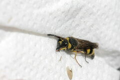 Eumenes papillarius