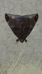 Bastilla serratilinea