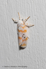 Cyana interrogationis