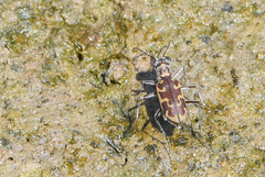 Ellipsoptera cuprascens