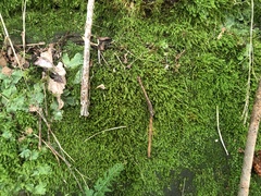 Isopterygiopsis muelleriana