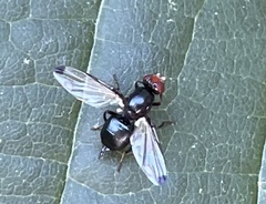 Seioptera vibrans