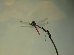 Elasmothemis cannacrioides