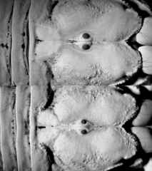 Heterometrus