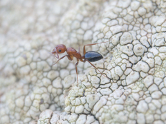 Camponotus bakeri