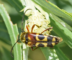 Typocerus confluens