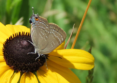 Satyrium caryaevorus