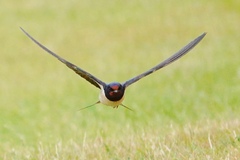 Hirundo rustica