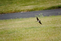 Hirundo rustica
