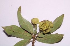 Terminalia eichleriana