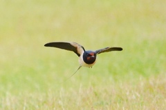 Hirundo rustica