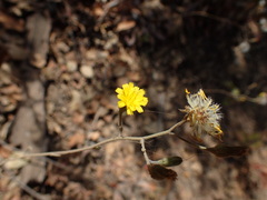 Pilosella arguta