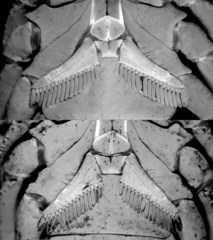 Heterometrus