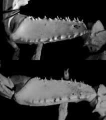 Heterometrus