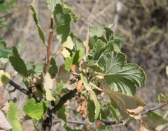 Ribes malvaceum malvaceum