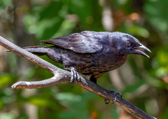 Ptiloxena atroviolacea