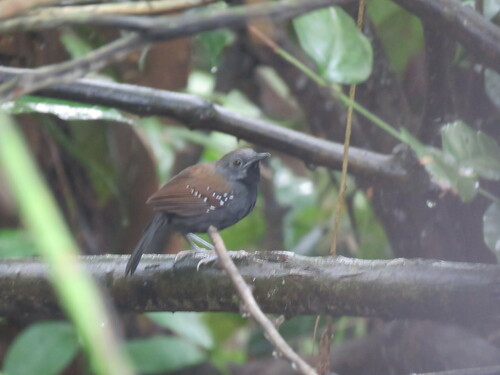 Black-throated Antbird (Myrmophylax atrothorax), photo 7