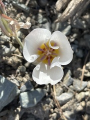 Calochortus panamintensis