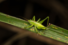 Hexacentrus unicolor