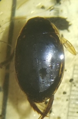 Thermonectus intermedius