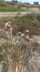 Androtrichum trigynum