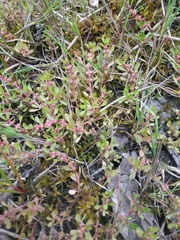 Lythrum portula