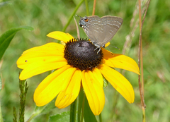 Satyrium caryaevorus