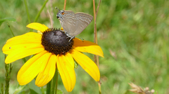 Satyrium caryaevorus