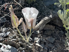 Calochortus panamintensis