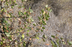 Ribes malvaceum malvaceum