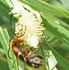 Typocerus confluens