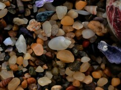 Austroginella translucida