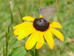 Satyrium caryaevorus
