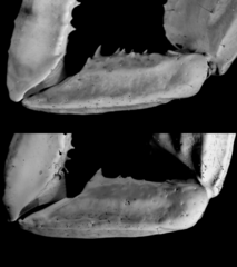 Heterometrus