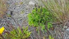 Papaver radicatum