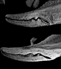 Heterometrus