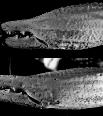 Heterometrus