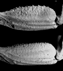Heterometrus
