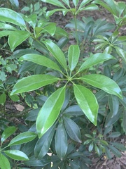 Heptapleurum arboricola
